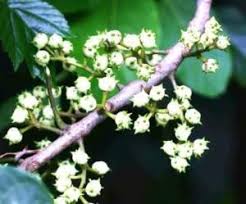 Image result for Embelia welwitschii