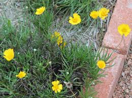 Texas sunset over lake with blue skies, fire orange horizon and large vegetation foreground. Plants Hill Country Texas Master Gardeners