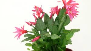 It looks like as if the plant is growing under inadequate lighting. False Christmas Cactus Care 101 Horticulture