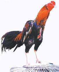 Ayam aduan mempunyai tulang dada yang bengkok/keropos. Karakter Ayam Aduan Manokcom