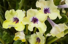 15 best silk pillowcases for your skin and hair. 15 Flowering Foliage And Tropical Plants For The Home And Garden Greenhouse Grower