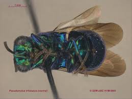 Image result for Pseudopod Ospermum