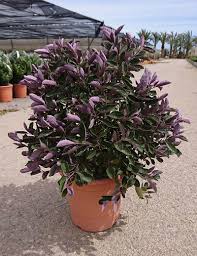 Image result for Vitex trifolia