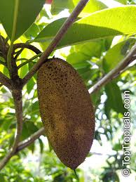 Image result for Manilkara sansibarensis