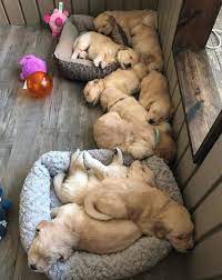 Doggo Petlove Puppy Land Via Submitted September 06 2019 At 08 51am By Dogs Cute Dogs Golden Retriever Puppy Cute Baby Animals