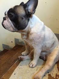 They have large, rounded, bat like ears and a the french bulldog has a very even and pleasant temperament, which makes him a perfect candidate this is the price you can expect to budget for a french bulldog with papers but without breeding. French Bulldog View All French Bulldog Ads In Carousell Philippines