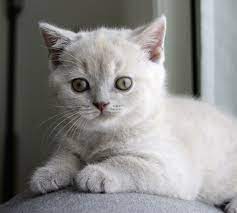 From lifespan and the rare male tortoiseshell to genetics, personalities and famous tortie kittens! White Background Lilac British Shorthair Cat Novocom Top