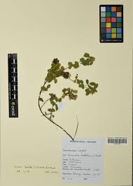 Image result for Grona barbata