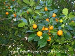 Check spelling or type a new query. Calamondin Orange Tree Citrangequat Most Cold Hardy Citrus Plants Citrus Plant Orange Tree Plants