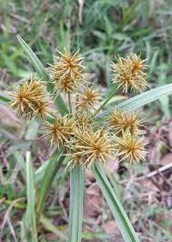 Image result for Cyperus obtusiflorus