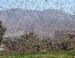 With Passover Approaching, a Plague of Locusts Descends Upon Egypt | Flock  of birds, Egypt, Locust