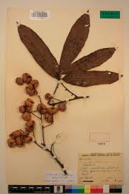 Image result for Eriocoelum