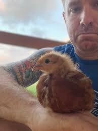 How old are my pullet chickens?