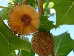 Health benefits of sycamore fig. American Sycamore Yale Nature Walk