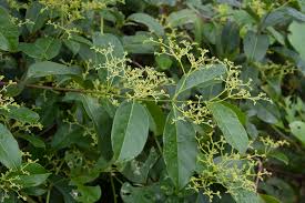 Image result for Hippocratea crenata