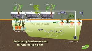 Converting A Swimming Pool To Grow Fish Aquaponics Backyard Aquaponics Aquaponics Fish