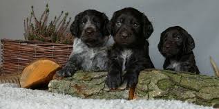 Image result for německý křepelák postava