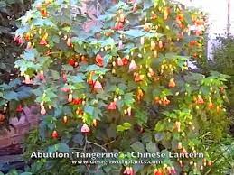 Elke dag worden duizenden nieuwe afbeeldingen van hoge kwaliteit toegevoegd. Abutilon Hybrids Chinese Lantern Youtube