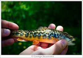 Pin By Rick Walski On Tiger Trout Fish Trout Fly Fishing