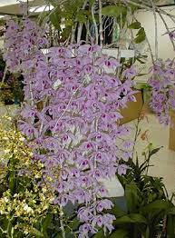 Pin On Orchids
