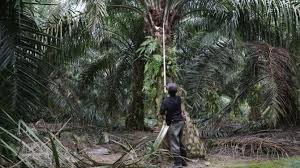 However, the labour force survey (lfs) reports that the number of foreign workers, Malaysia To Lift Limit On Hiring Of Foreign Labor Arab News