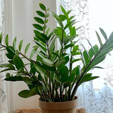 The zz plants toxicity stems from the plant containing calcium oxalate crystals. Zz Plant City Floral Garden Center Denver Colorado