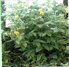 Image result for Senna hirsuta