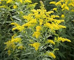 Goldrute Solidago Canadensis Krauter Pflanzen Goldrute Krauter