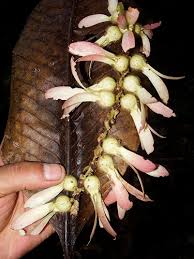 Image result for Triplaris americana