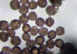 Image result for Melanospermum