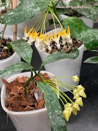 Image result for hoya multiflora