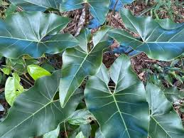 Image result for Thesium subaphyllum