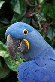 Sugarcreek Bird Farm Click Here To Shop Our Online Store 24 7 Bird Store Bird Sugarcreek