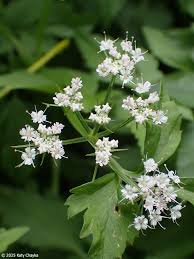 Image result for Oenanthe