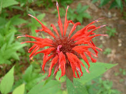 Image result for Monarda didyma