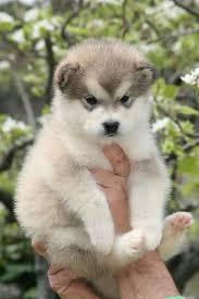  13 Malamutes Ideas In 2021 Malamute Alaskan Malamute Dogs