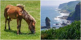 As a breed they are small in stature and hence susceptible to the effect of the rider's weight. Yonaguni Ponies All About These Rare Native Horses Of Japan