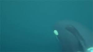 Pin On Must Love Whales