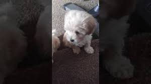 Emerald east havanese is a small breeder of purebred show and pet havanese dogs located north of minneapolis in minnesota. My Heavenly Havanese Home