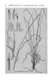 Image result for Trachypogon chevalieri