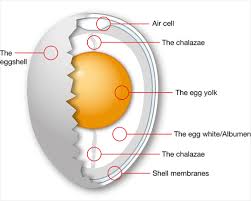 The germinal disc is where the females genetic material is found. Draw And Label A Structure Of A Fowl Egg Myschool