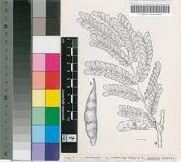 Image result for Acacia eriocarpa