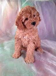 Breeder Of Dark Red Cockapoo Puppies Cockapoos For Sale Breeding Cockapoos South Of Albert Lea Minnesota Cockapoo Puppies For Sale Cockapoo Puppies Cockapoo