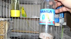muhabbet kusu kafes duzeni nasil olmali budgerigar kus kafesi muhabbet kuslari kafes
