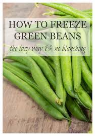 Can you freeze green beans out of the garden. How To Freeze Green Beans The Lazy Way No Blanching Pink Fortitude Llc