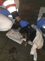 Mit der nutzung der dienste erklären sie sich damit einverstanden, dass die stadt bottrop cookies verwendet. Fw Bot Wohnungsbrand In Bottrop Hund Aus Brennender Wohnung Gerettet Presseportal