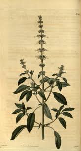 Image result for Ocimum americanum