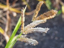 Image result for Eleusine coracana