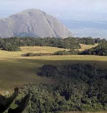 Image result for Cyphostemma glandulosissimum