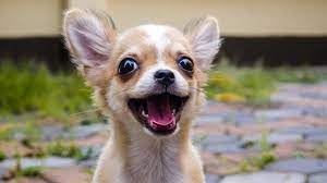 Funny and cute chihuahuas #chihuahua #cutechihuahua #cutedog #adorablechihuahua credit: 20 Funny Chihuahuas Try Not To Laugh Challenge Youtube